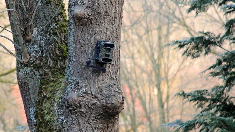 Die besten Wildkamera Tests 2026: Modelle im Vergleich & Kaufberatung