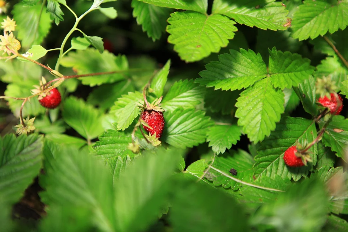 Wie gelingt selbstgemachtes Pesto ohne dass es bitter wird?
